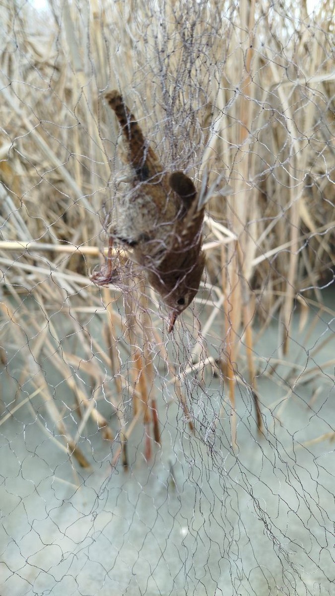 Eurasian Wren - ML646504986