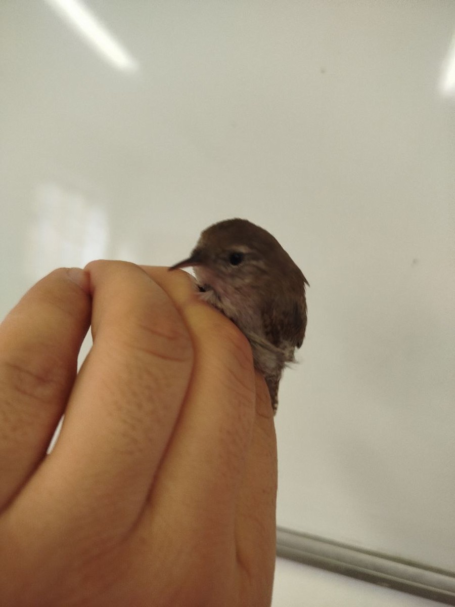 Eurasian Wren - ML646504987