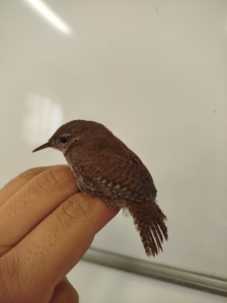 Eurasian Wren - ML646504988