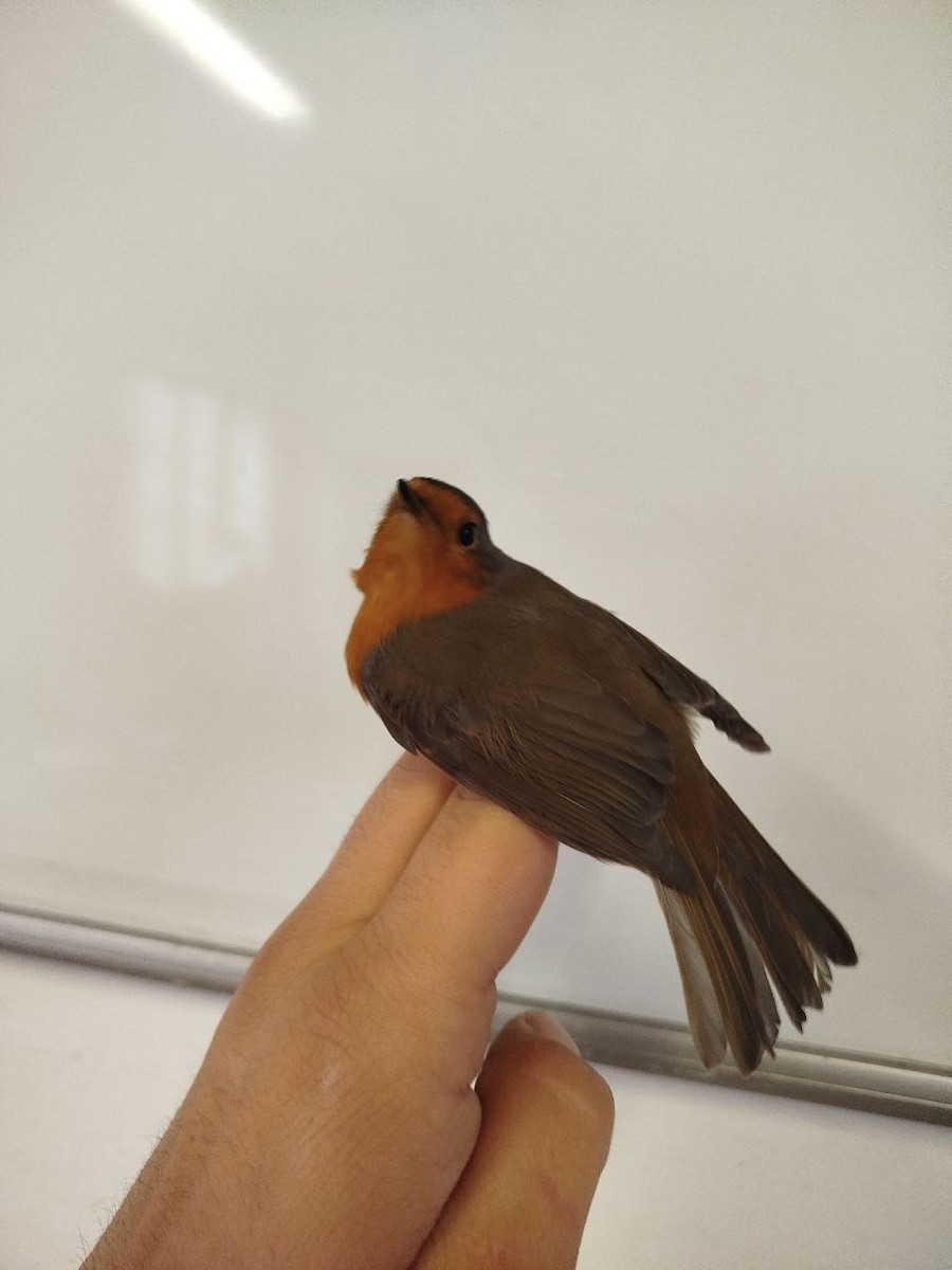 European Robin - ML646504992