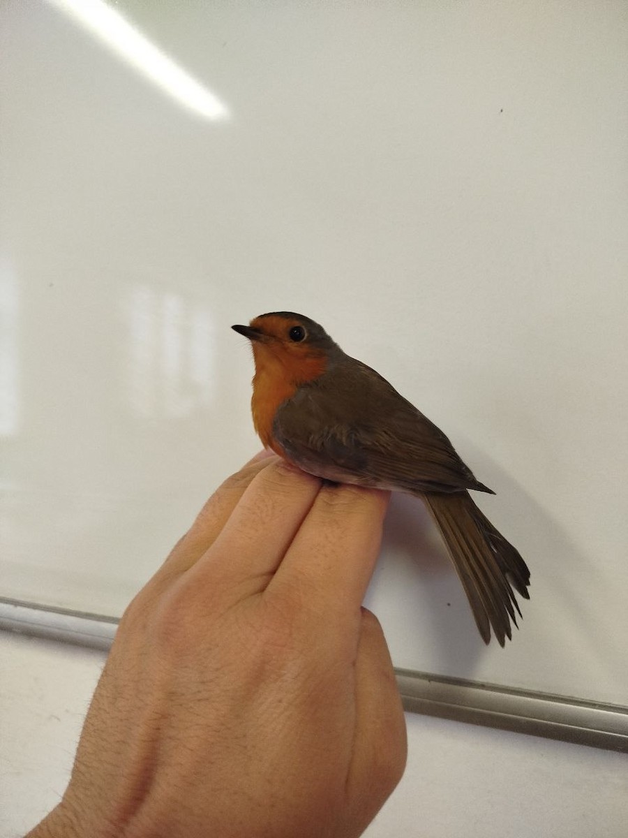 European Robin - ML646504993