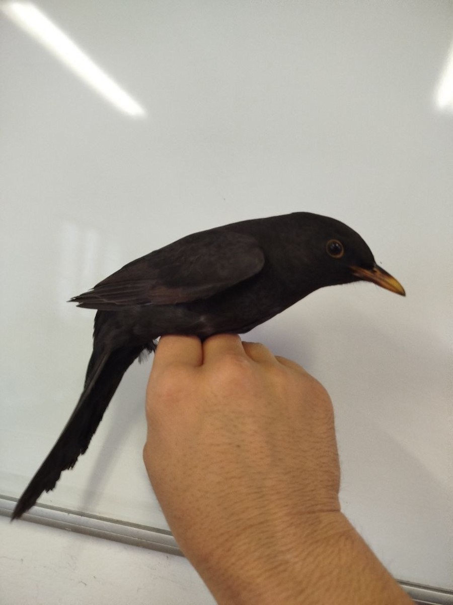 Eurasian Blackbird - ML646504997