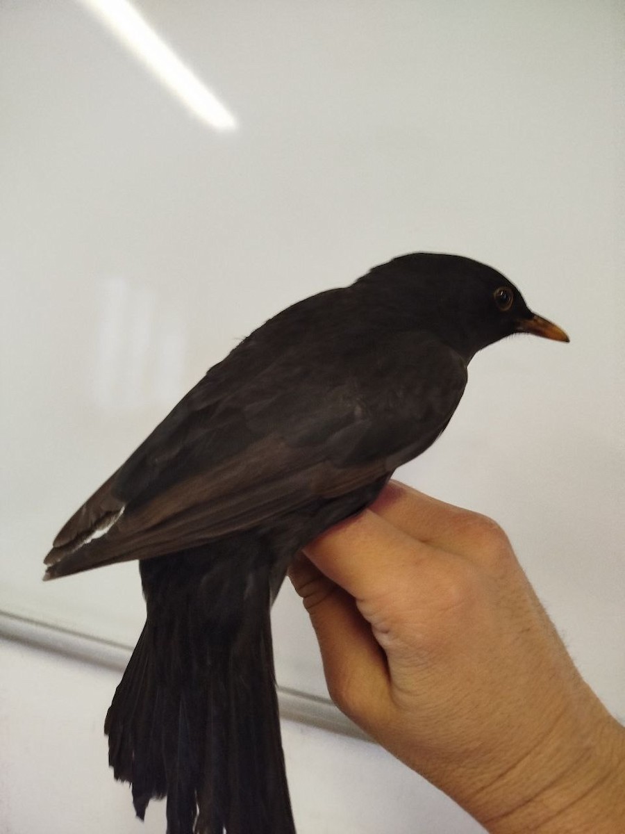 Eurasian Blackbird - ML646504998