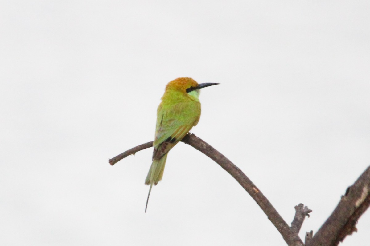 Asian Green Bee-eater - ML646505015