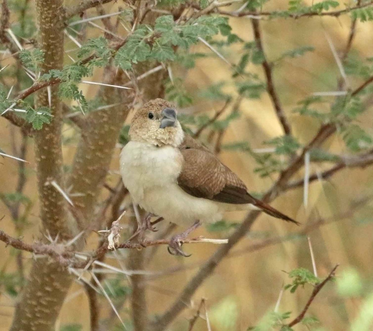 כסוף-מקור אפריקני - ML646505036