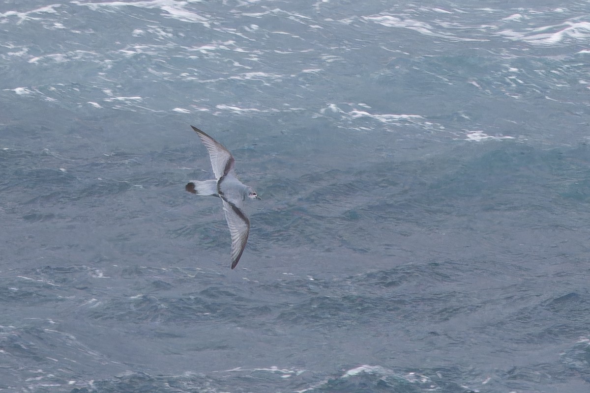 Fulmar Prion - ML646505037