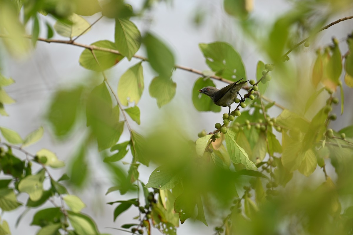 Purple Sunbird - ML646505040