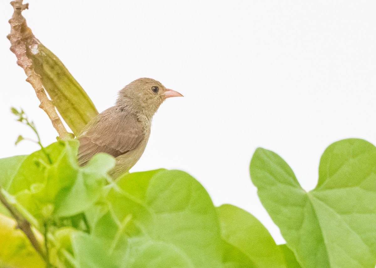 Pale-billed Flowerpecker - ML646505041