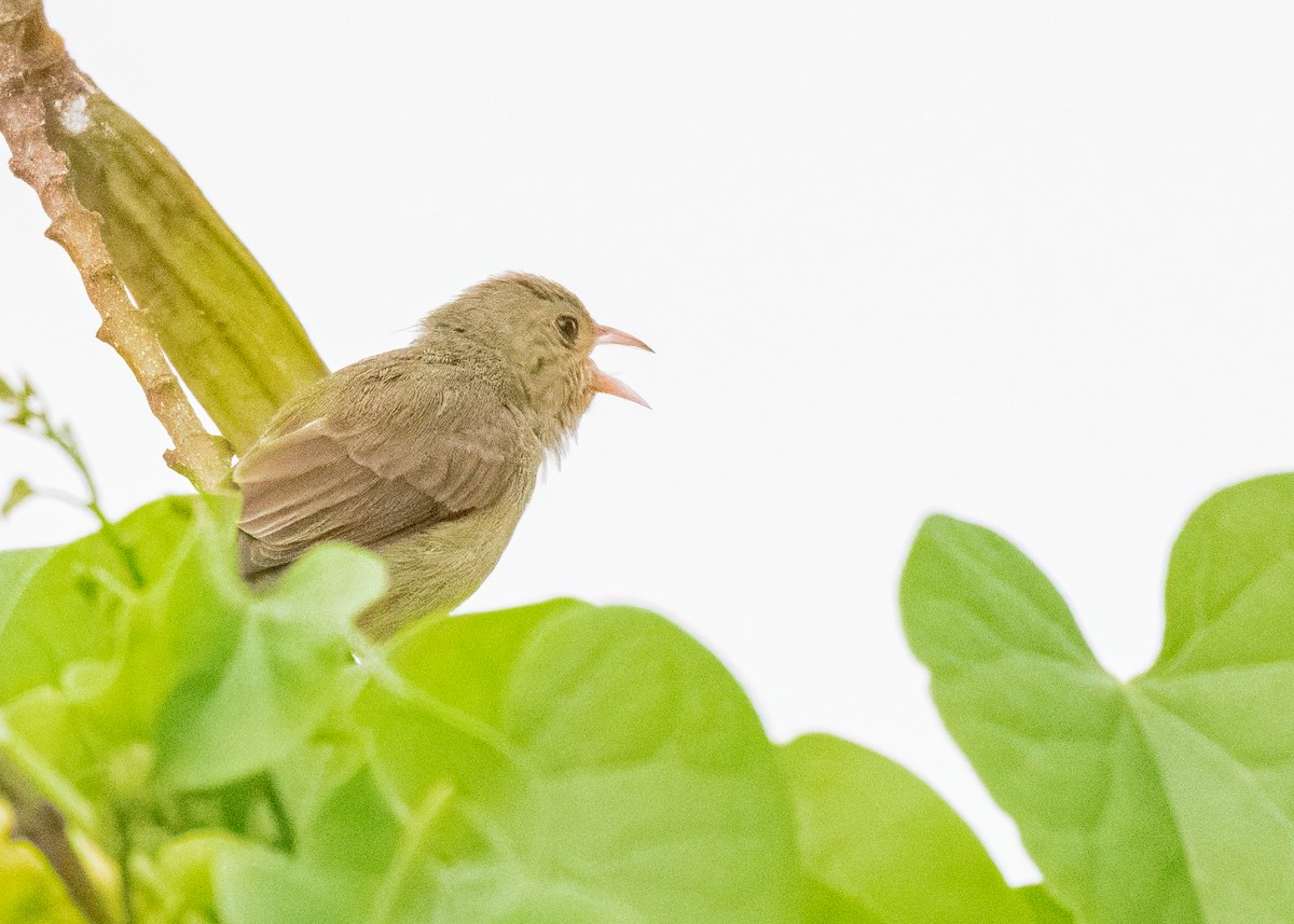 Pale-billed Flowerpecker - ML646505042