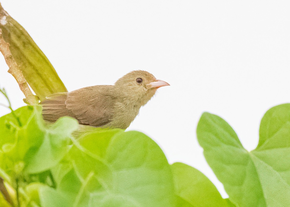 Pale-billed Flowerpecker - ML646505043