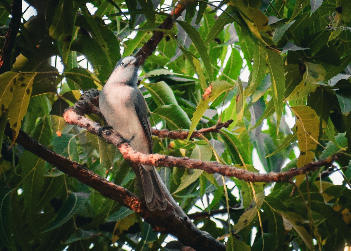 Black-naped Monarch - ML646505044