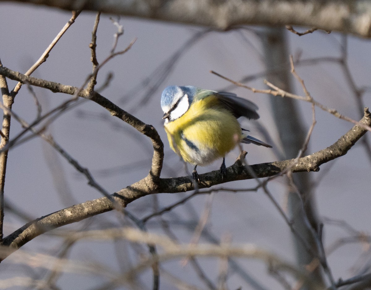 Eurasian Blue Tit - ML646505045