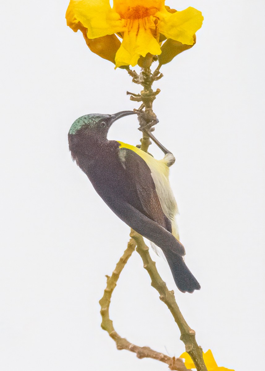 Purple-rumped Sunbird - ML646505046