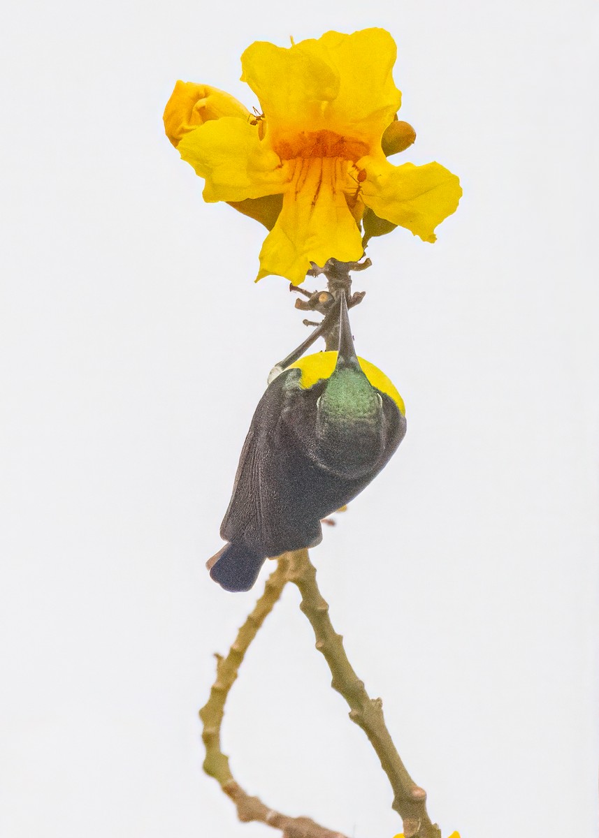 Purple-rumped Sunbird - ML646505047