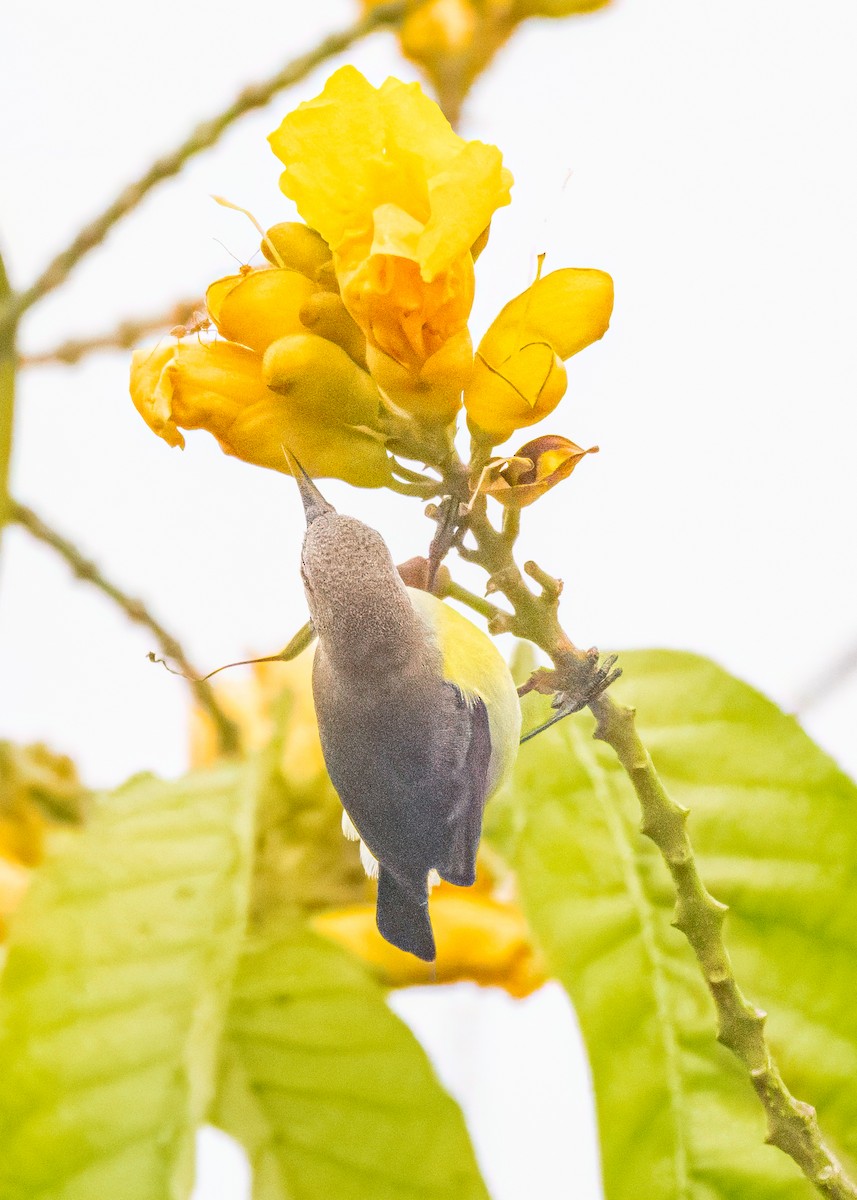 Purple-rumped Sunbird - ML646505048