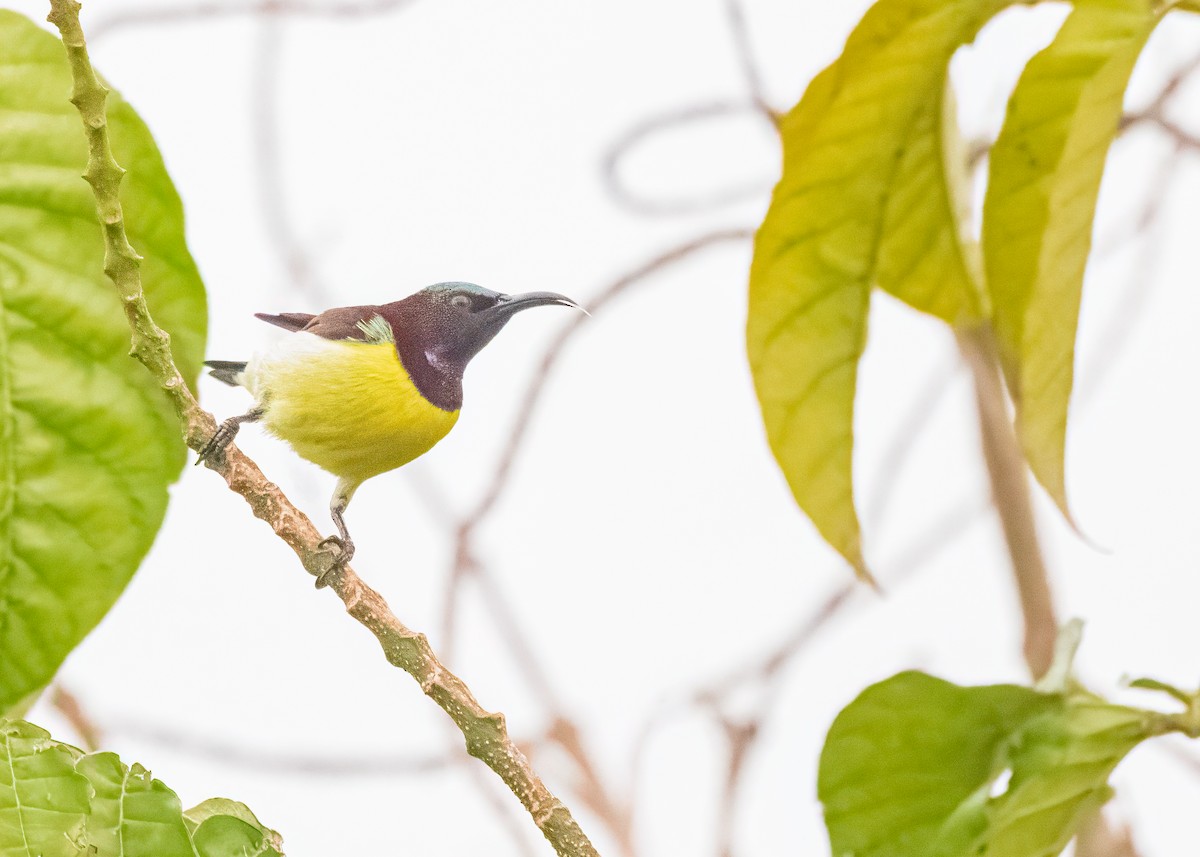 Purple-rumped Sunbird - ML646505049
