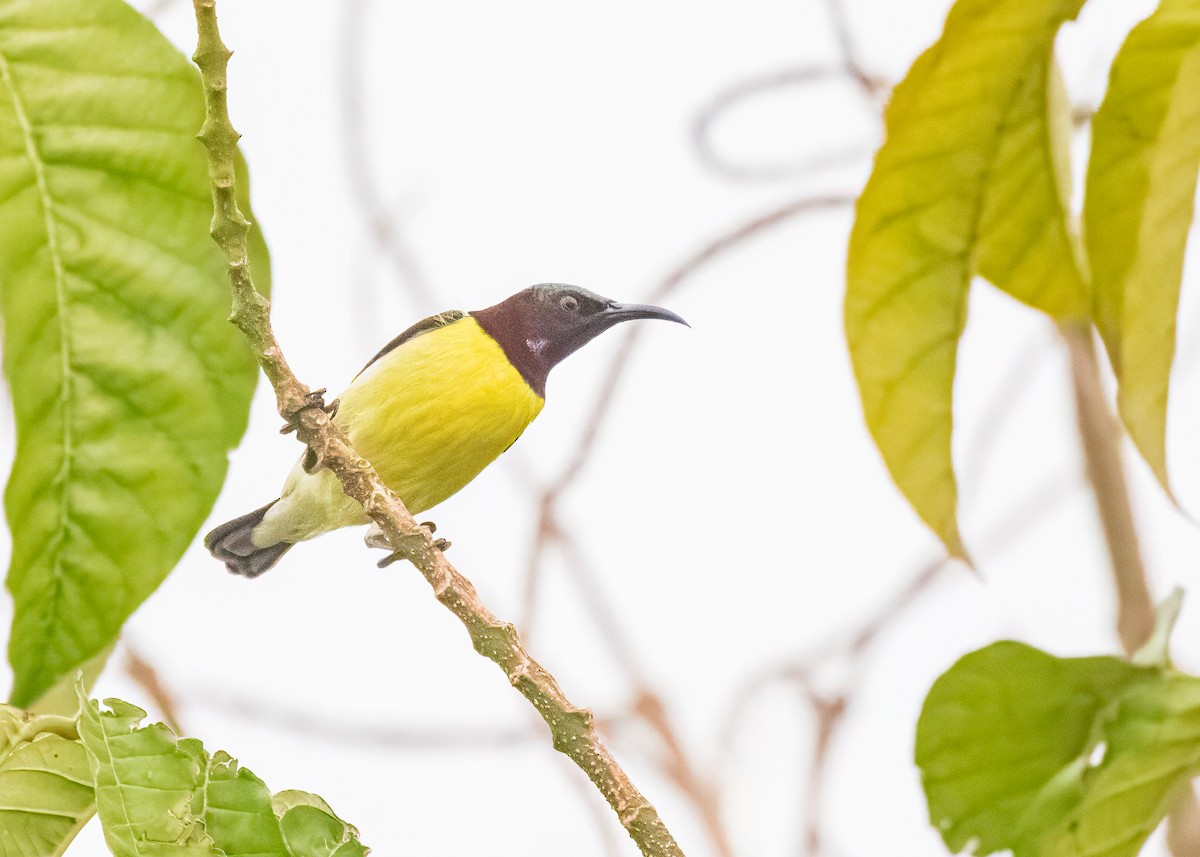 Purple-rumped Sunbird - ML646505050