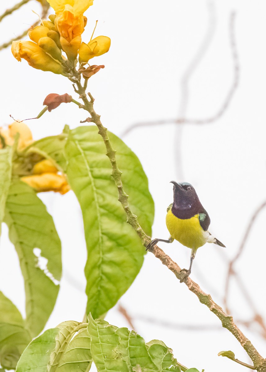 Purple-rumped Sunbird - ML646505051