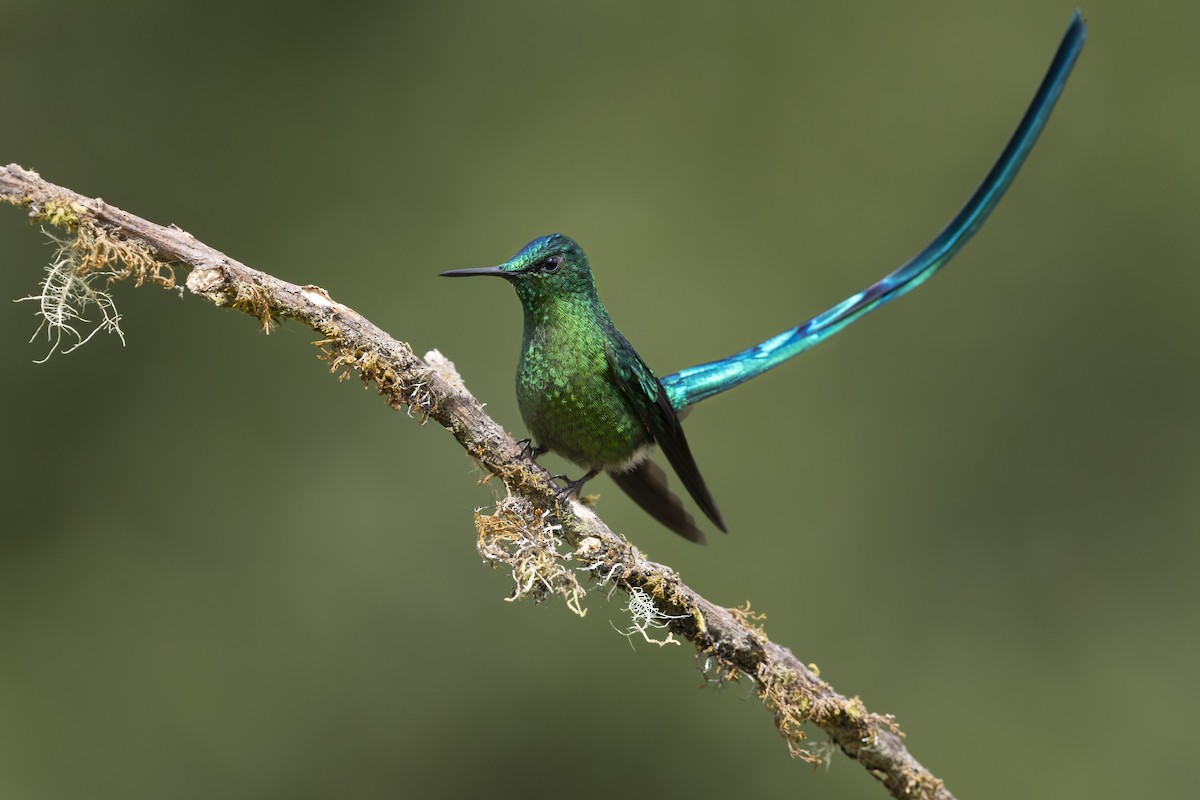 Long-tailed Sylph - ML646505052