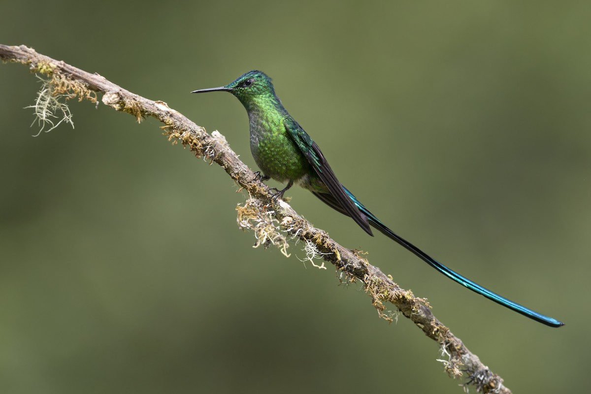 Long-tailed Sylph - ML646505053