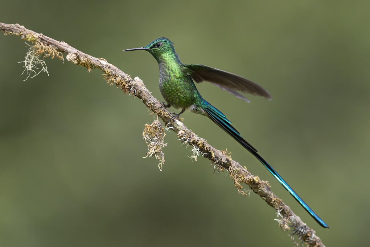 Long-tailed Sylph - ML646505054
