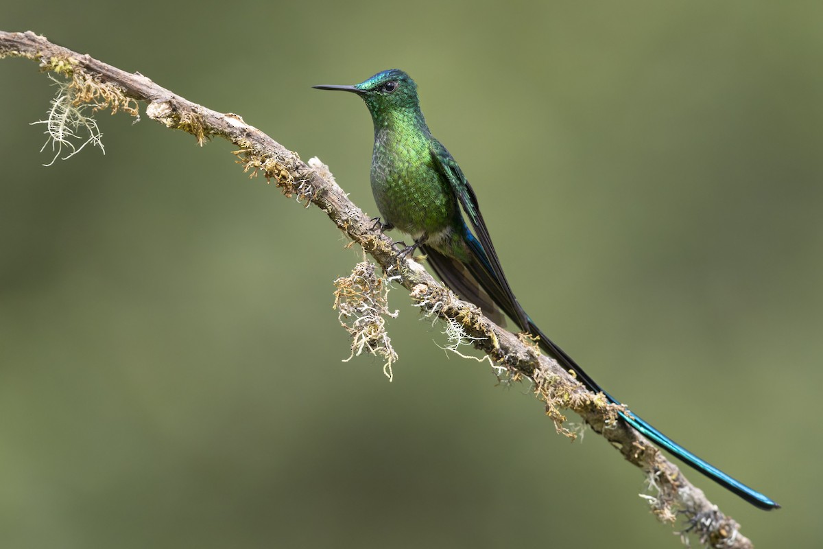 Long-tailed Sylph - ML646505055