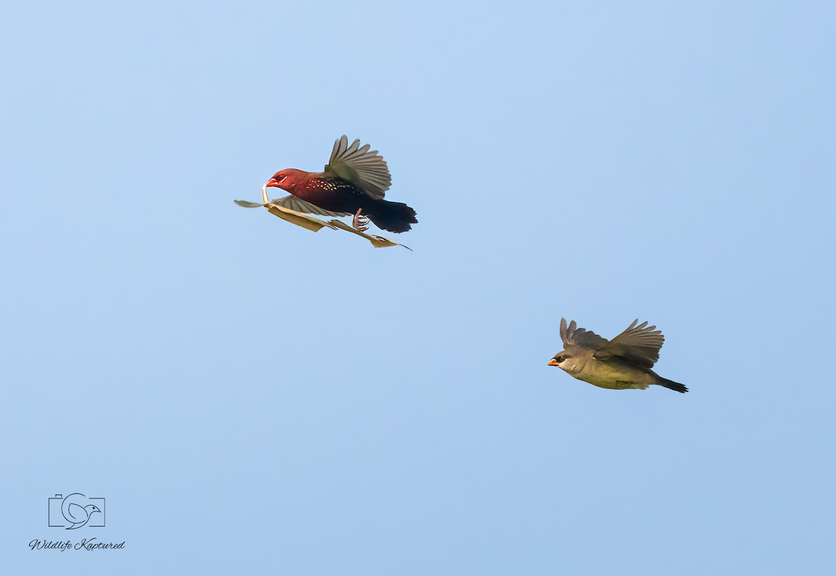 Red Avadavat - ML646505057