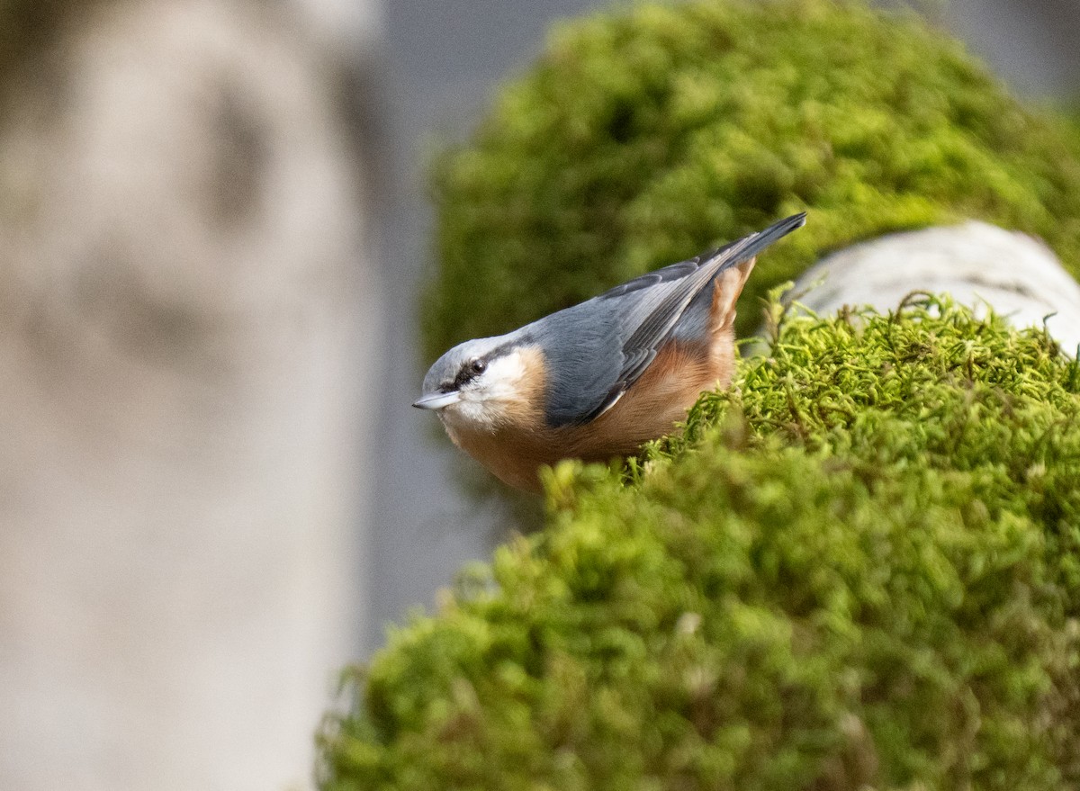 Sittelle torchepot - ML646505058