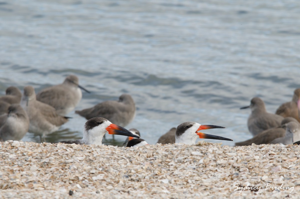 Black Skimmer - ML646505060