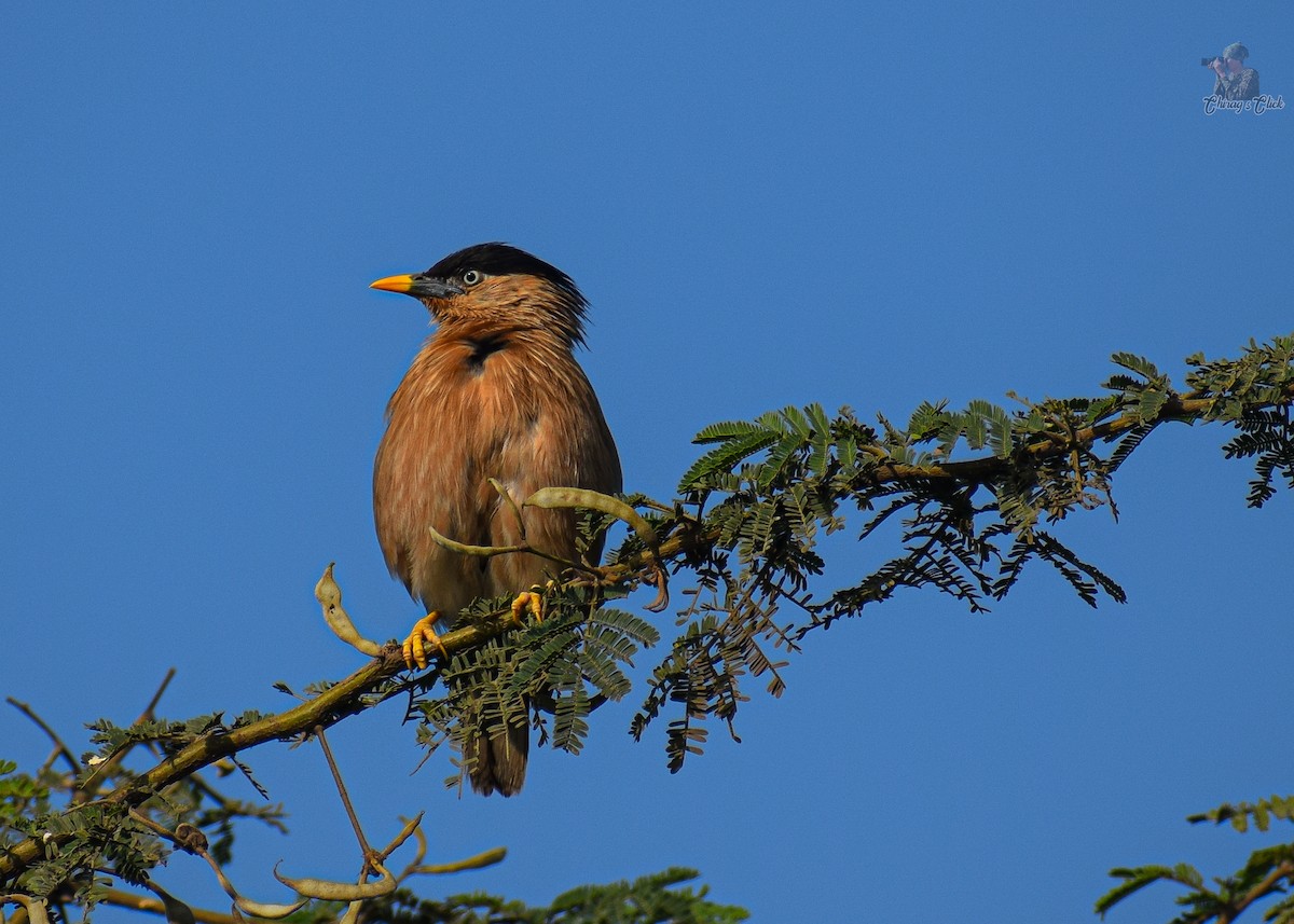 Brahminy Starling - ML646505061