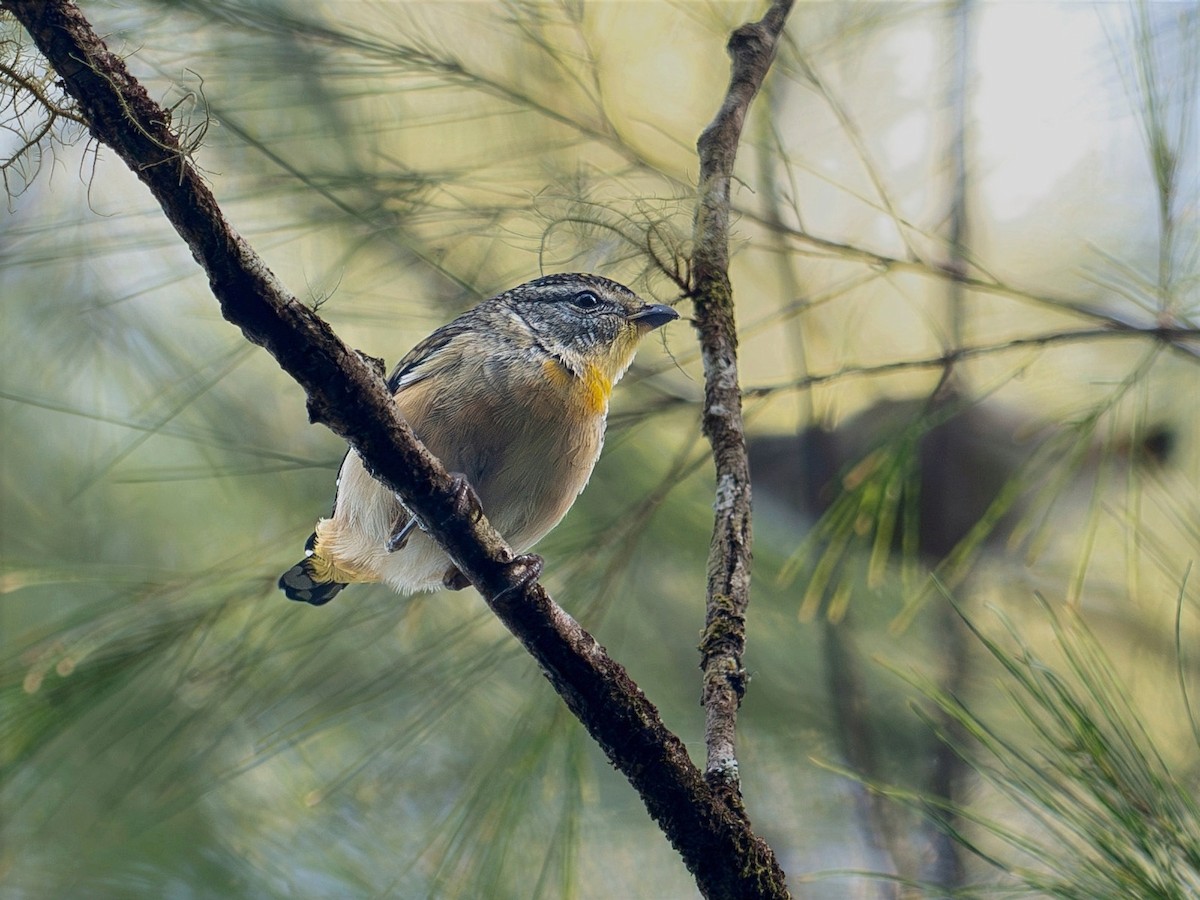 Spotted Pardalote (Spotted) - ML646505062