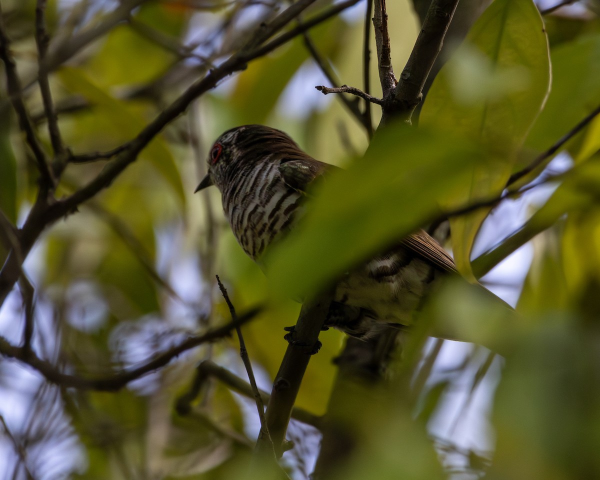 Little Bronze-Cuckoo - ML646505066
