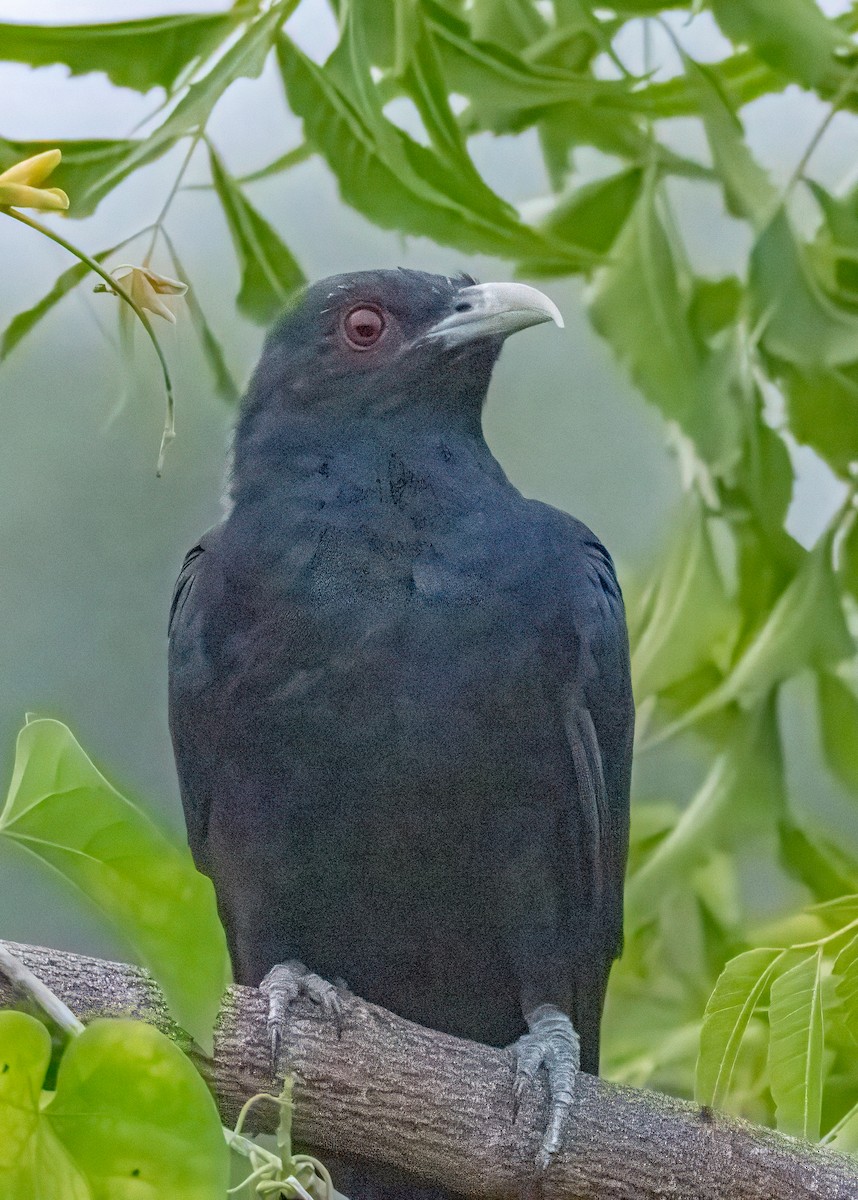 Asian Koel - ML646505074