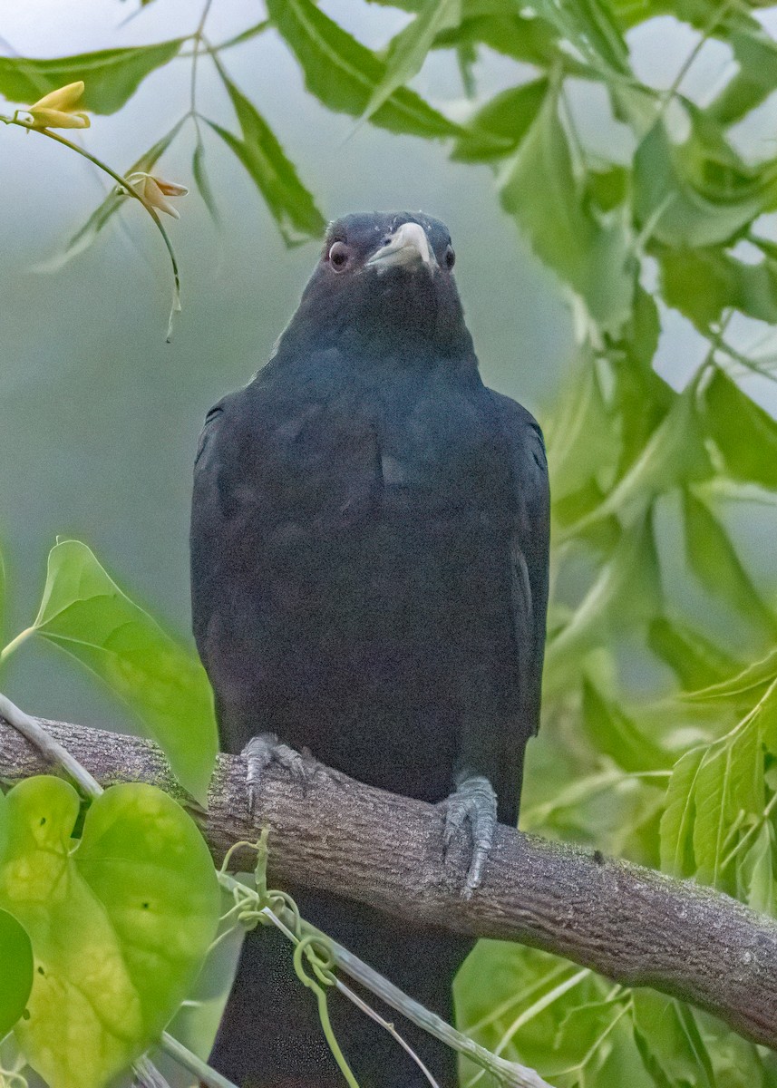 Asian Koel - ML646505075