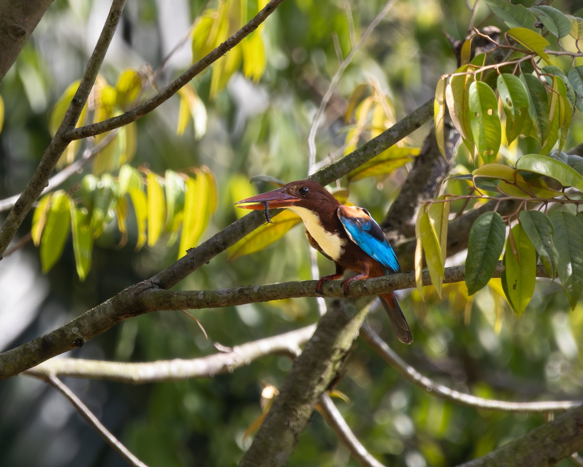White-throated Kingfisher - ML646505076