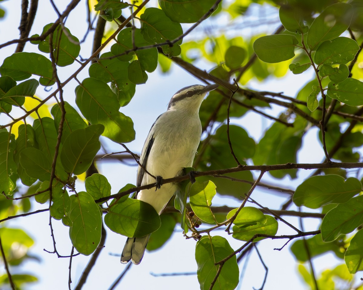 Pied Triller - ML646505077