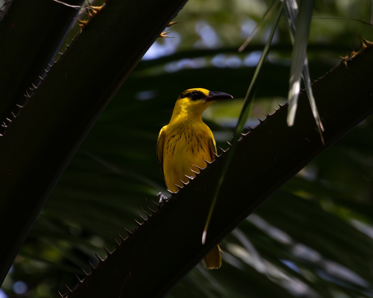 Black-naped Oriole - ML646505078