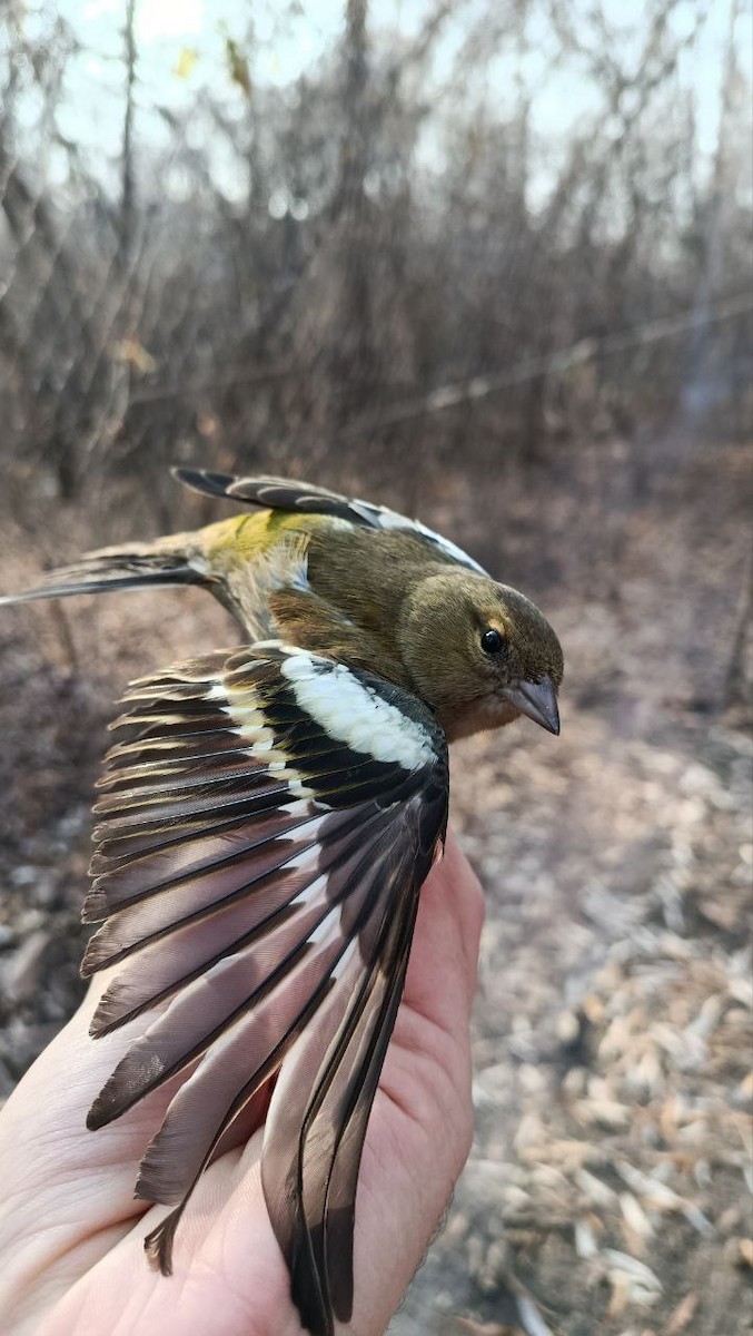 Common Chaffinch - ML646505079