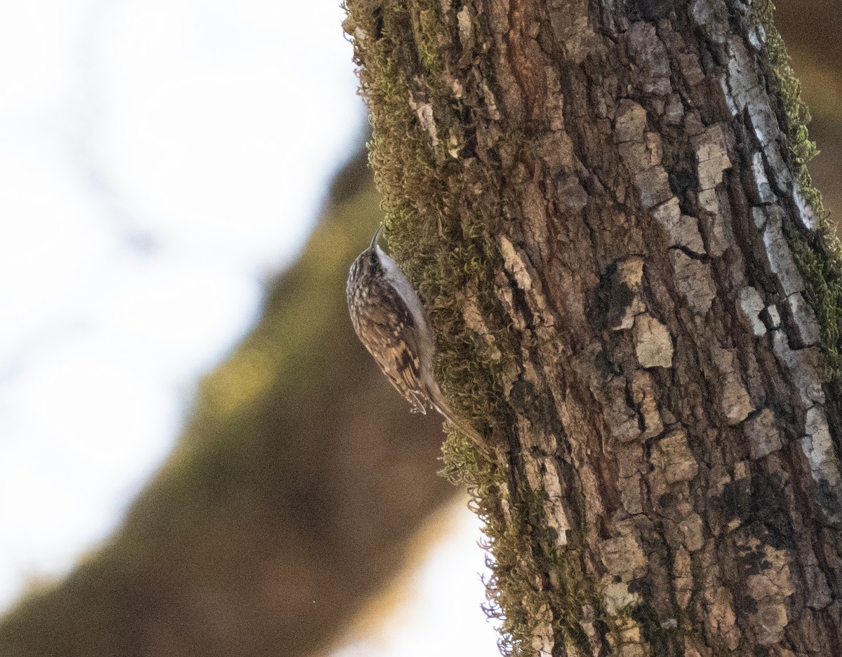 Grimpereau des bois - ML646505080