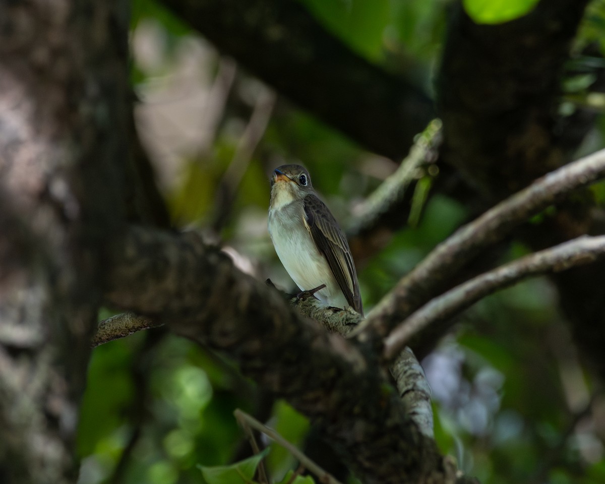Gobemouche brun - ML646505086