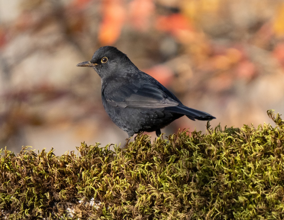 Merle noir - ML646505087