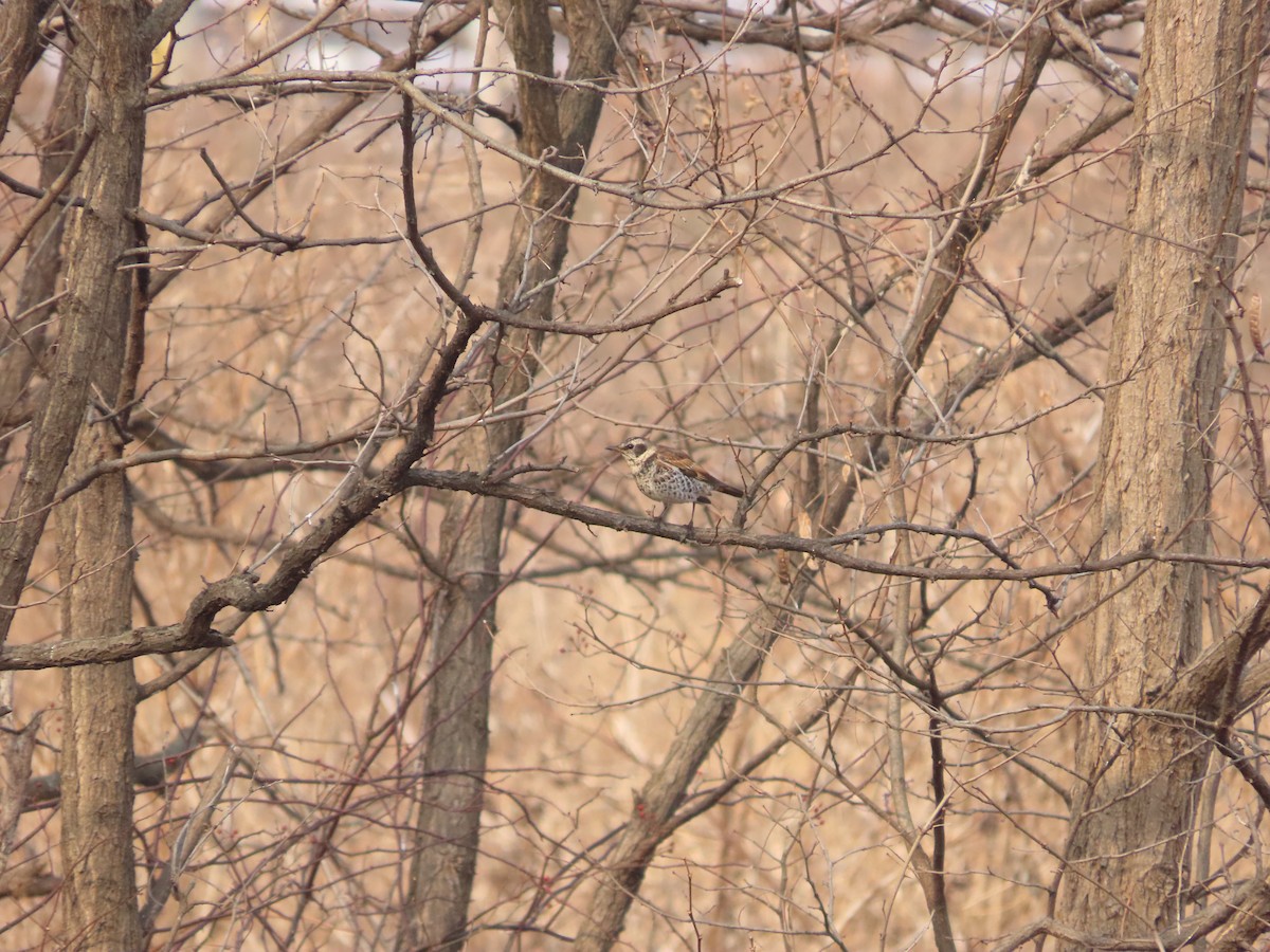 Grive à ailes rousses - ML646505088