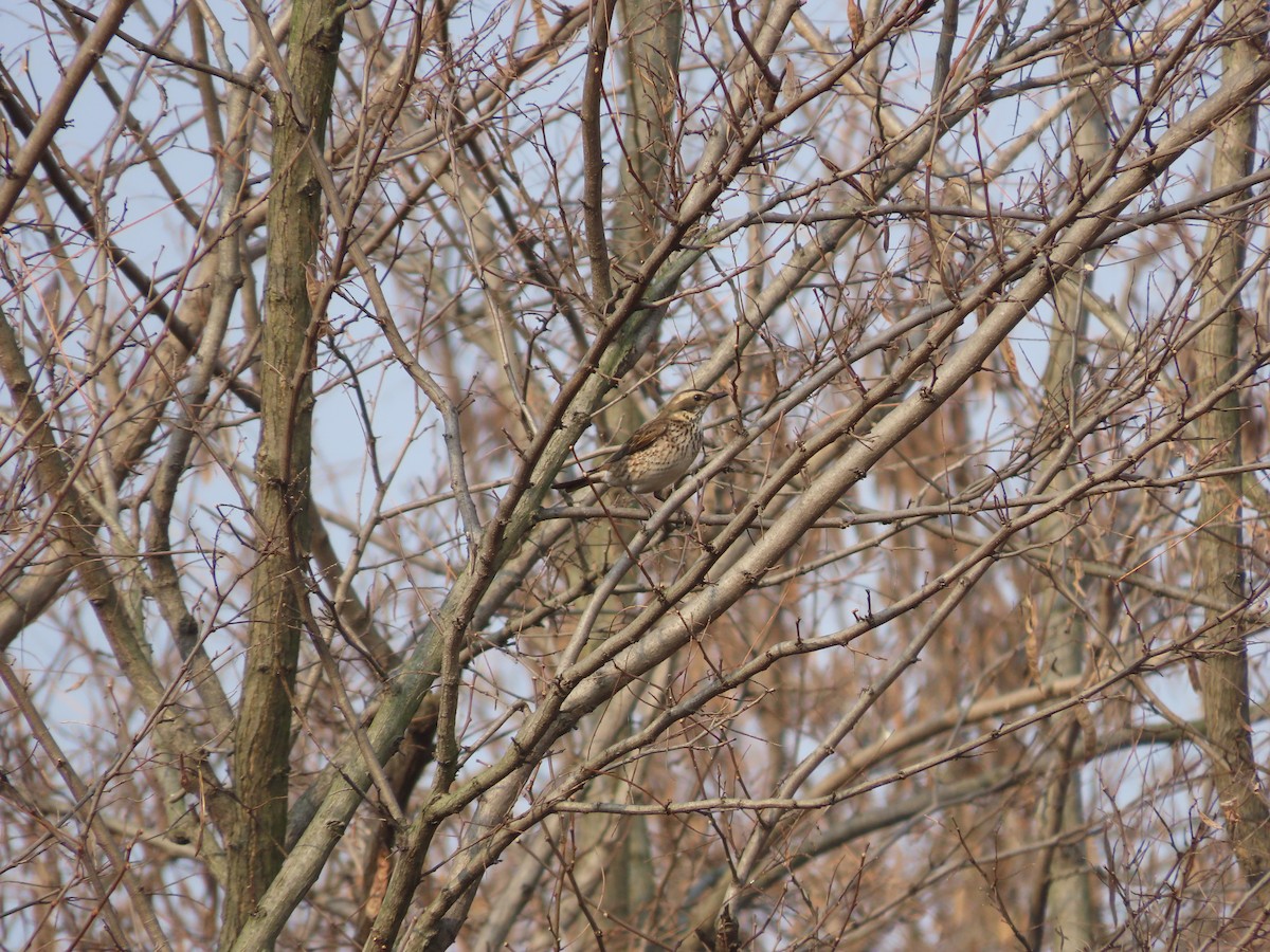 Grive à ailes rousses - ML646505089