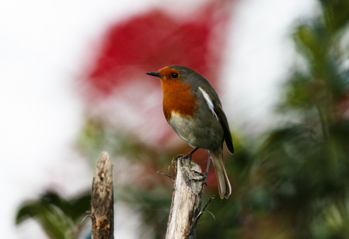 Rougegorge familier - ML646505090