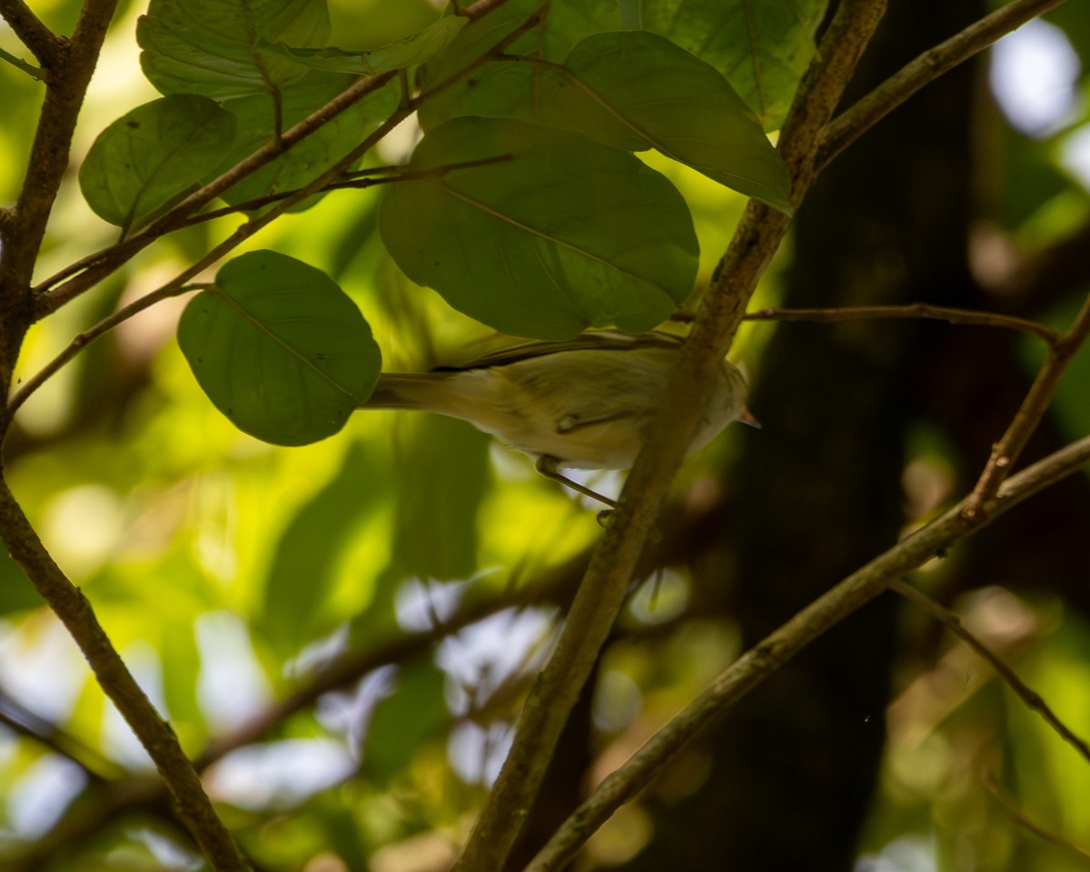 Pouillot à grands sourcils - ML646505091