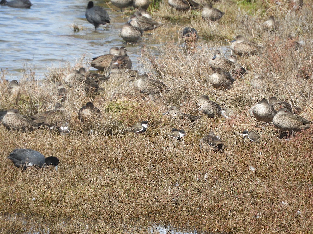 Pluvier ceinturé - ML646505092