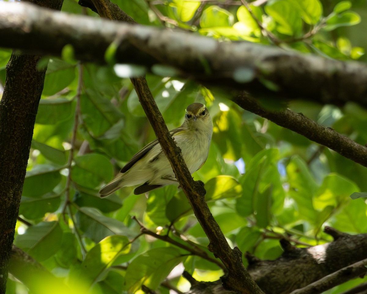 Pouillot à grands sourcils - ML646505093
