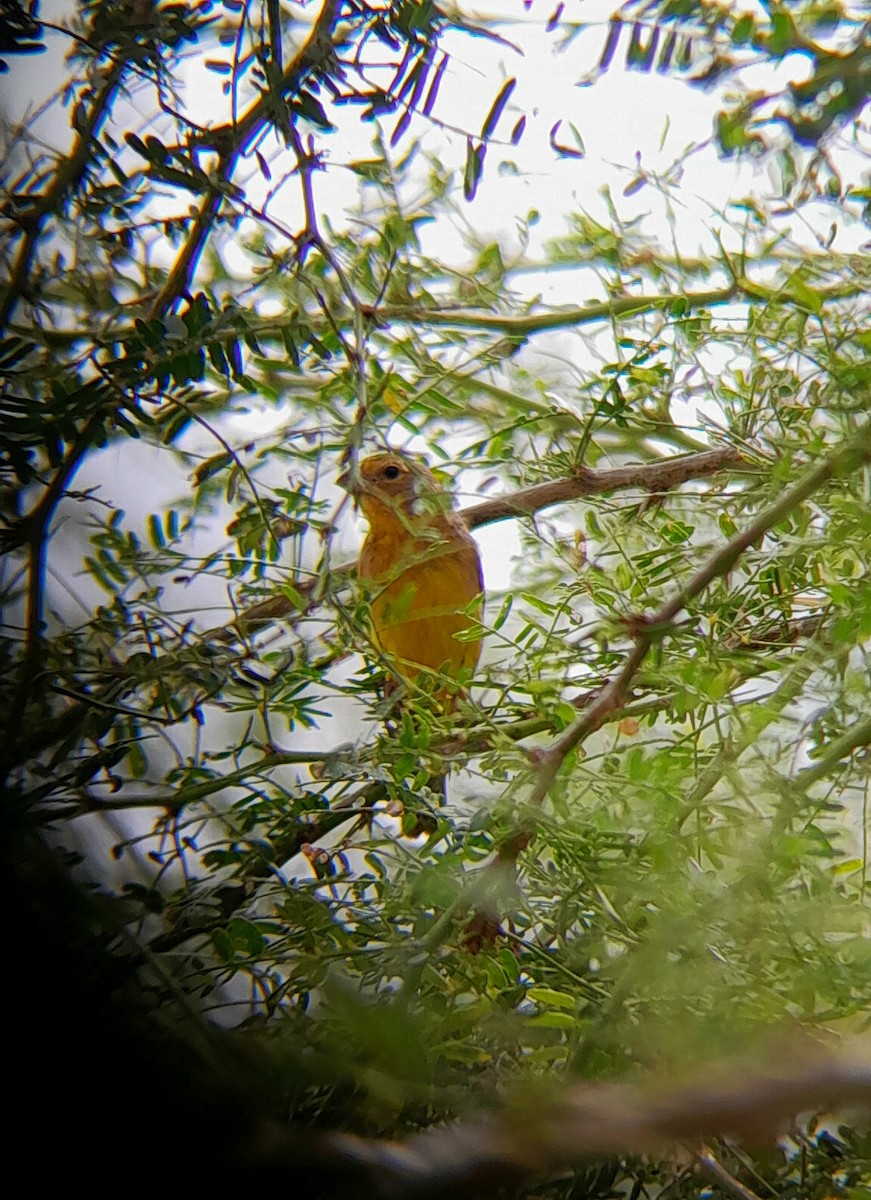 Sicale des savanes - ML646505094