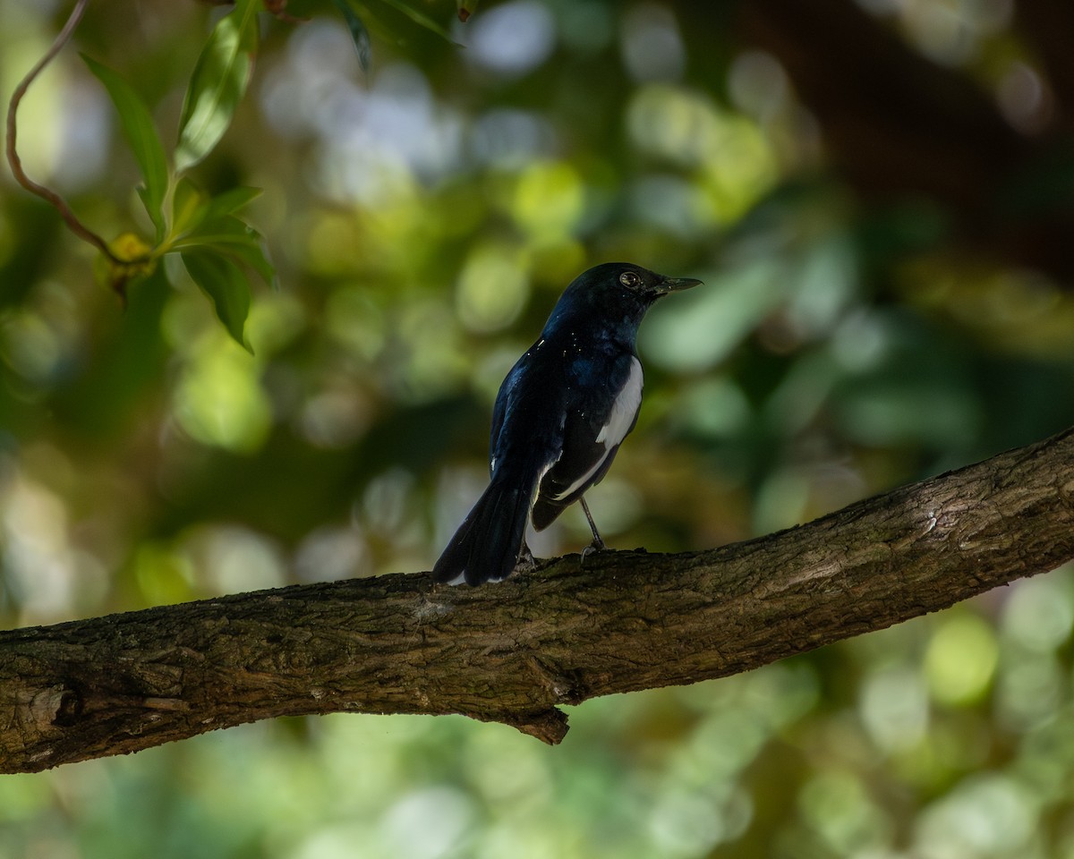 Shama dayal - ML646505096