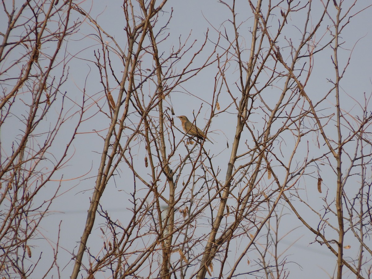 Grive de Naumann - ML646505097